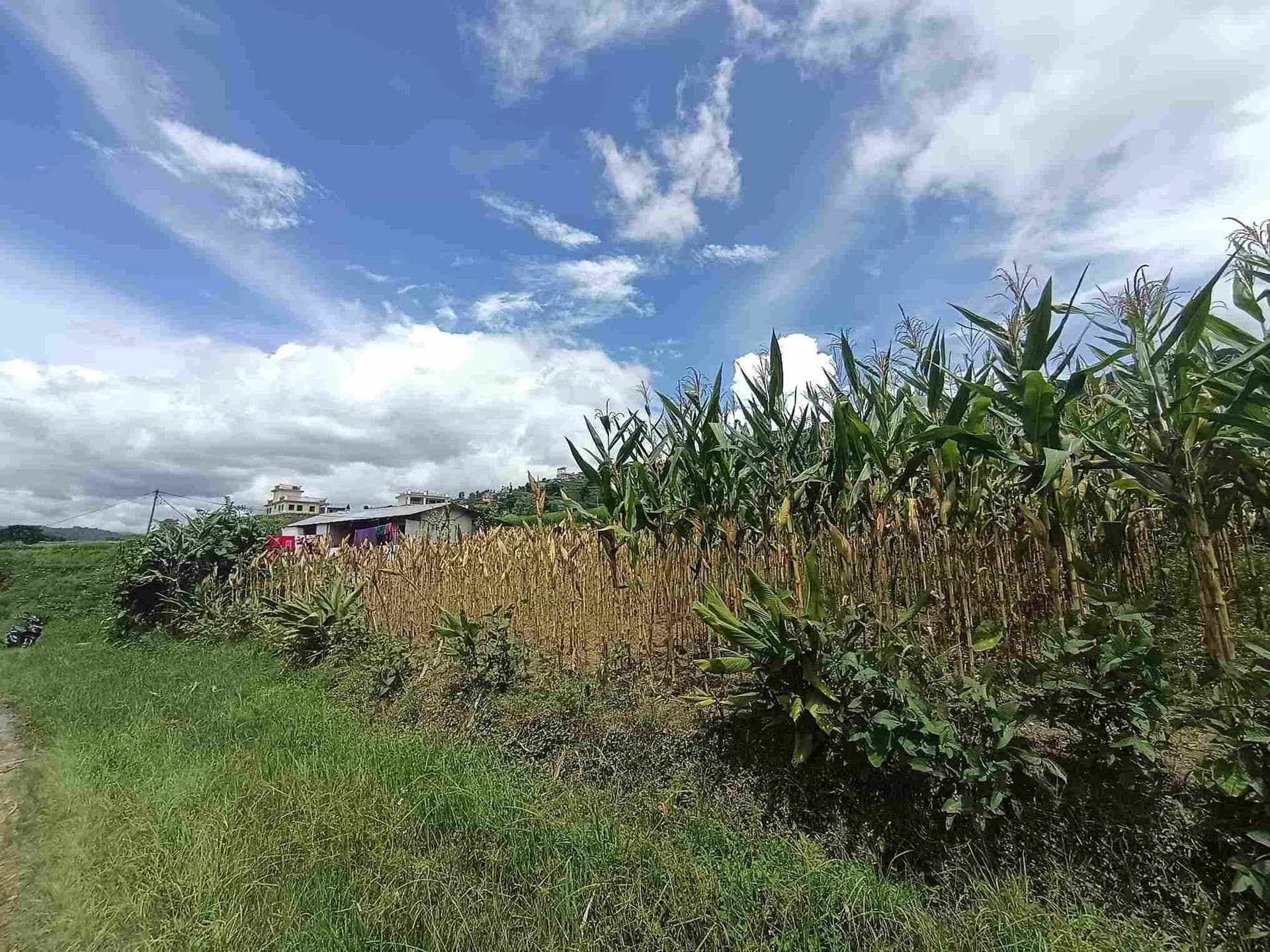 Land For Sale At Sudal 3
