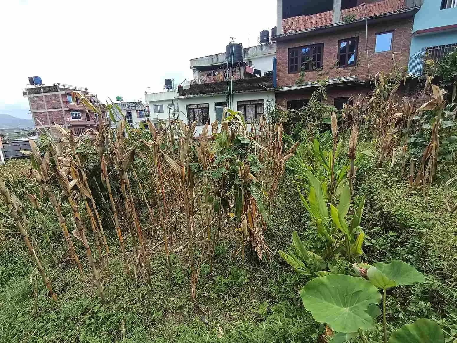Land For Sale At Kamalbinayak 3