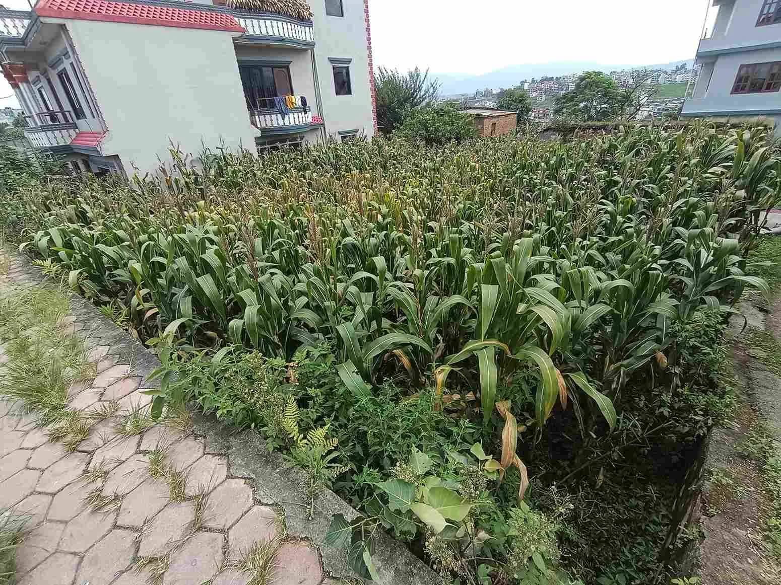 Land For Sale At Dadhikot 2