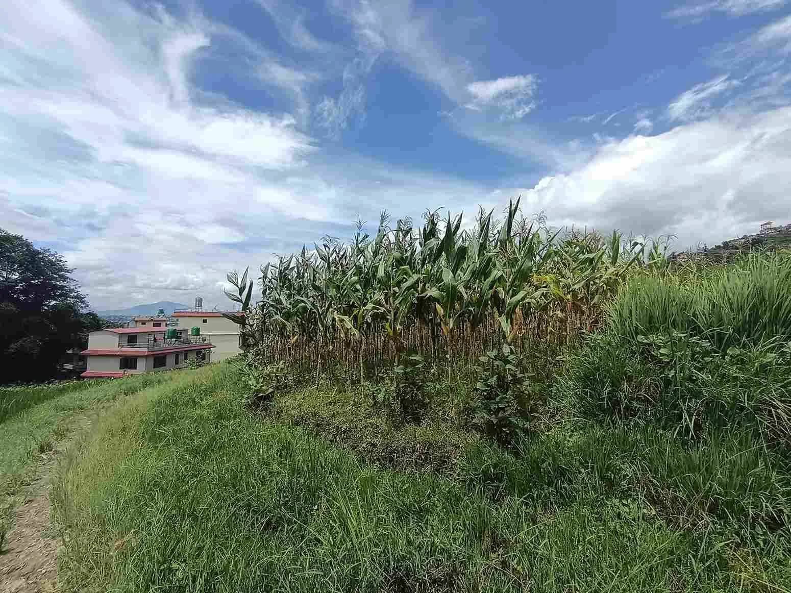 Land For Sale At Sudal 1