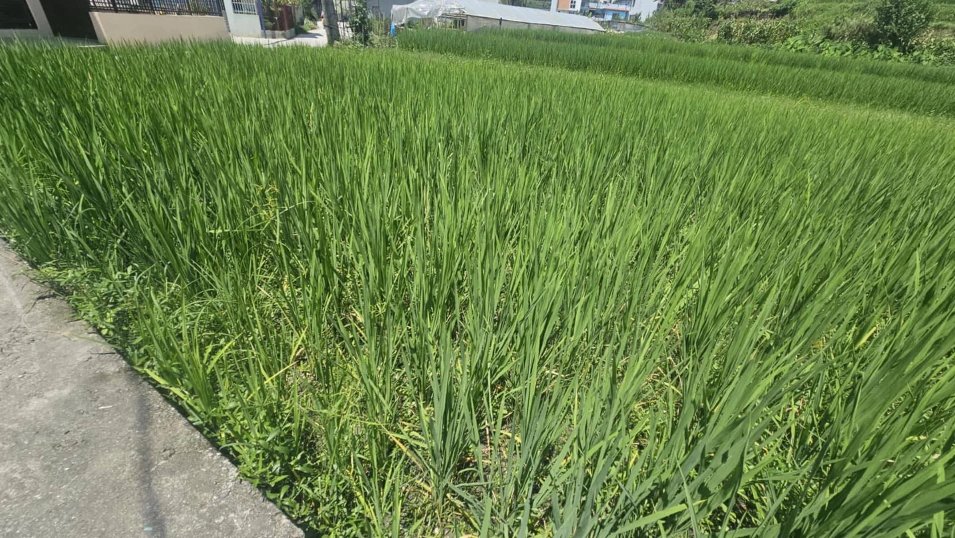 Land For Sale At Budhanilkantha 5