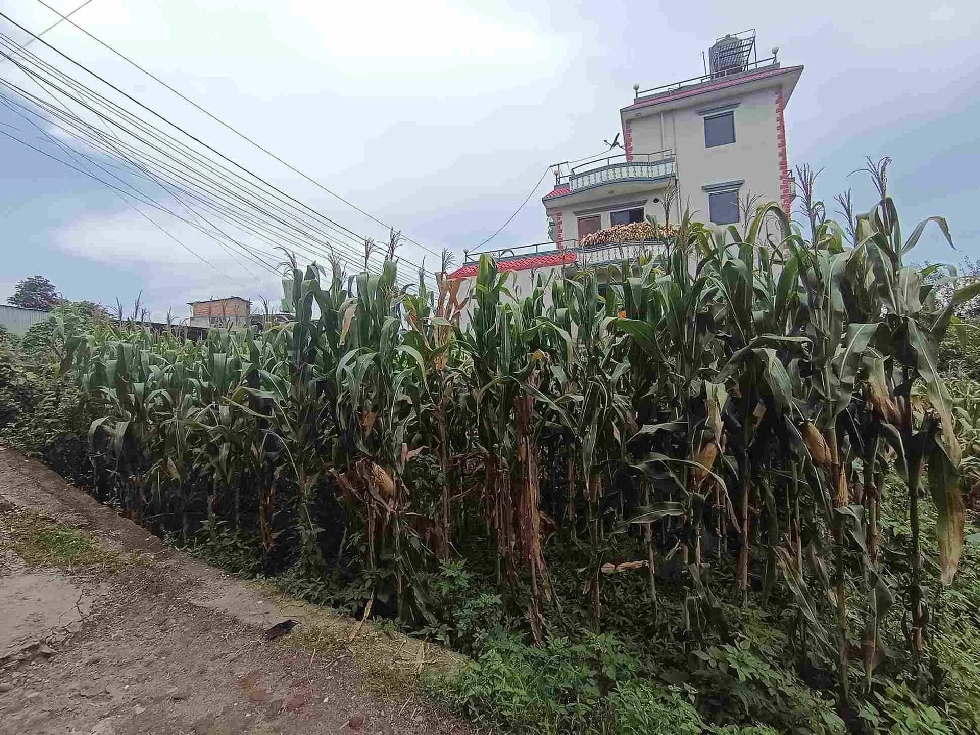 Land For Sale At Dadhikot 4