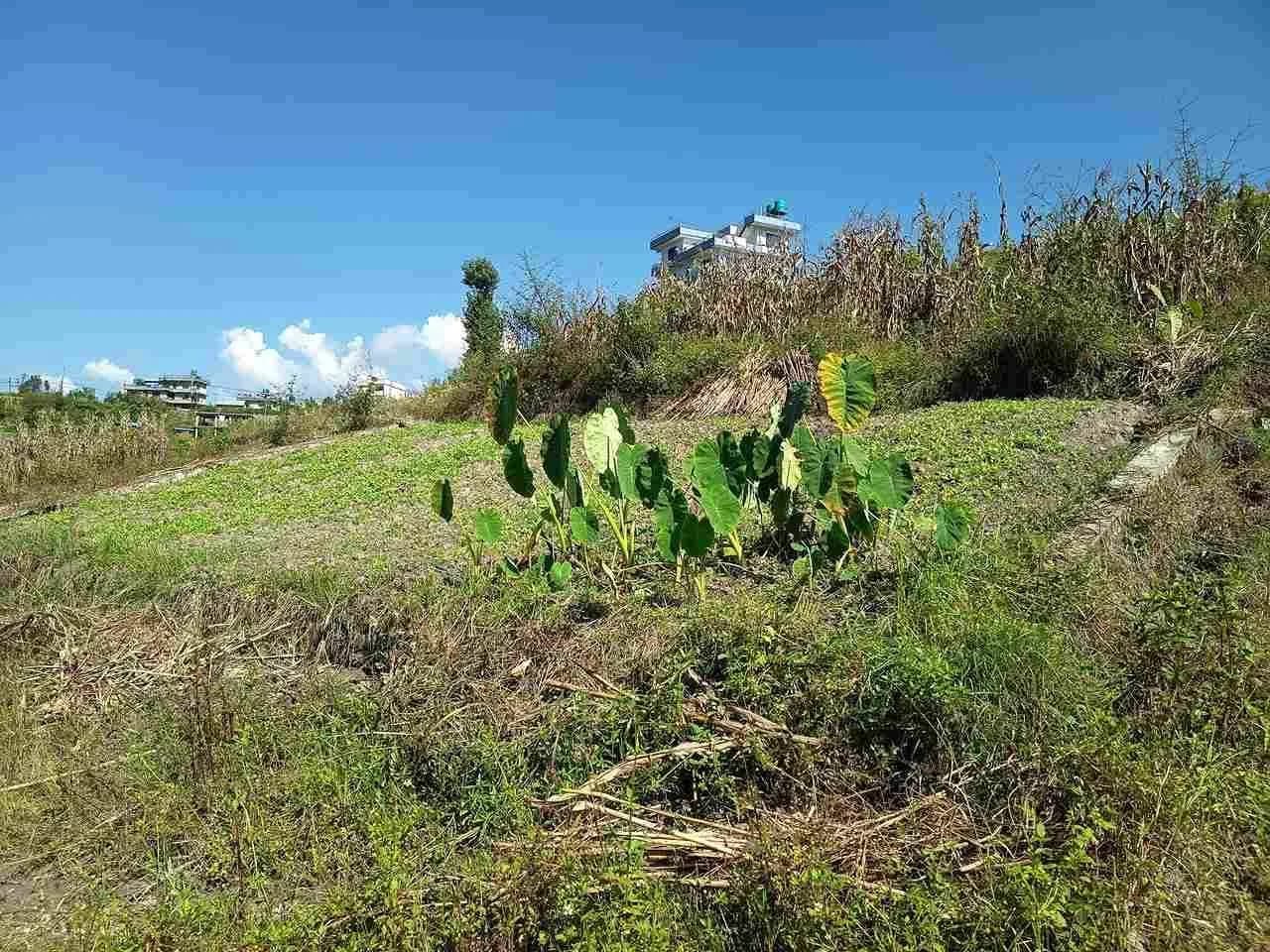 Land For Sale At Sudal 1