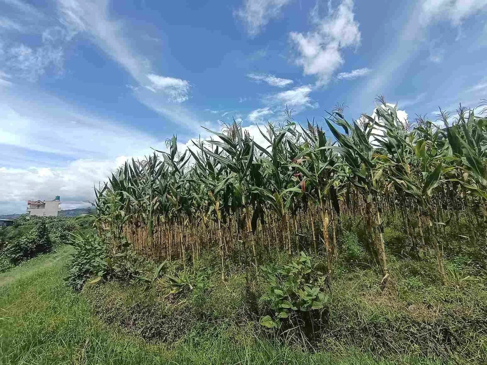 Land For Sale At Sudal 2